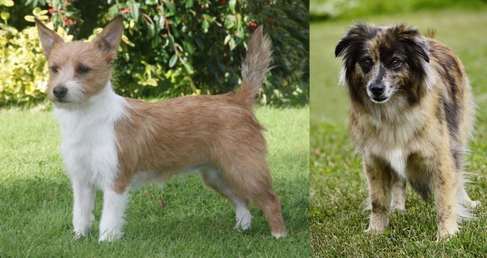 Pyrenean Shepherd vs Portuguese Podengo - Breed Comparison