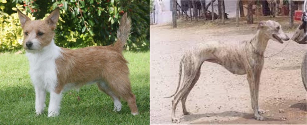 Rampur Greyhound vs Portuguese Podengo - Breed Comparison