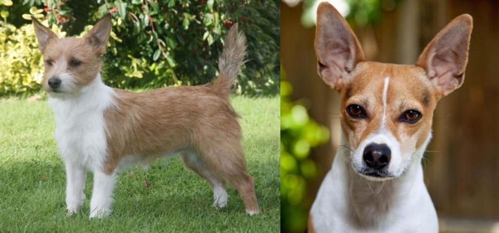 Rat Terrier vs Portuguese Podengo - Breed Comparison