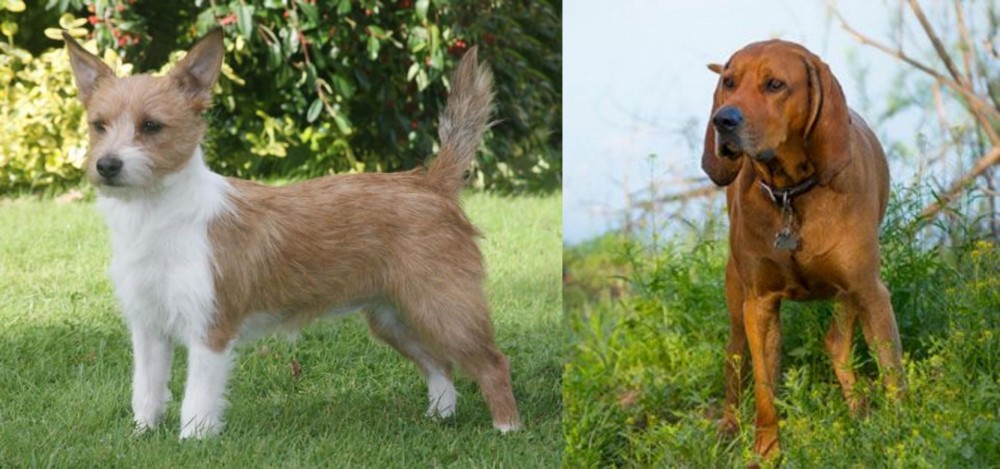 Redbone Coonhound vs Portuguese Podengo - Breed Comparison