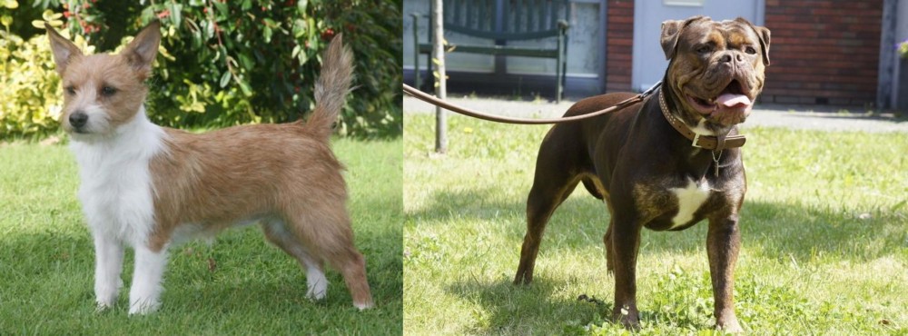 Renascence Bulldogge vs Portuguese Podengo - Breed Comparison