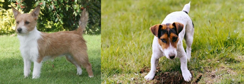 Russell Terrier vs Portuguese Podengo - Breed Comparison