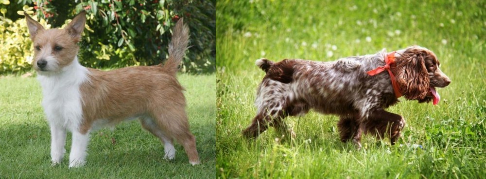 Russian Spaniel vs Portuguese Podengo - Breed Comparison