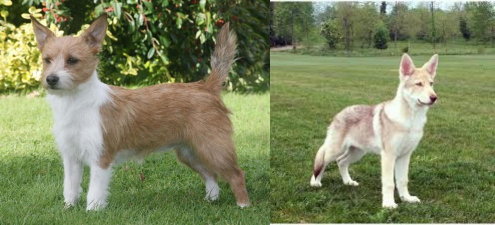 Saarlooswolfhond vs Portuguese Podengo - Breed Comparison