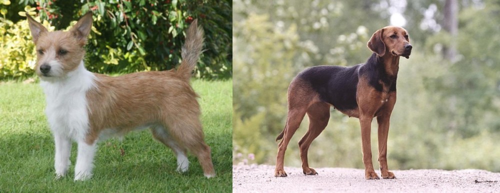 Schillerstovare vs Portuguese Podengo - Breed Comparison