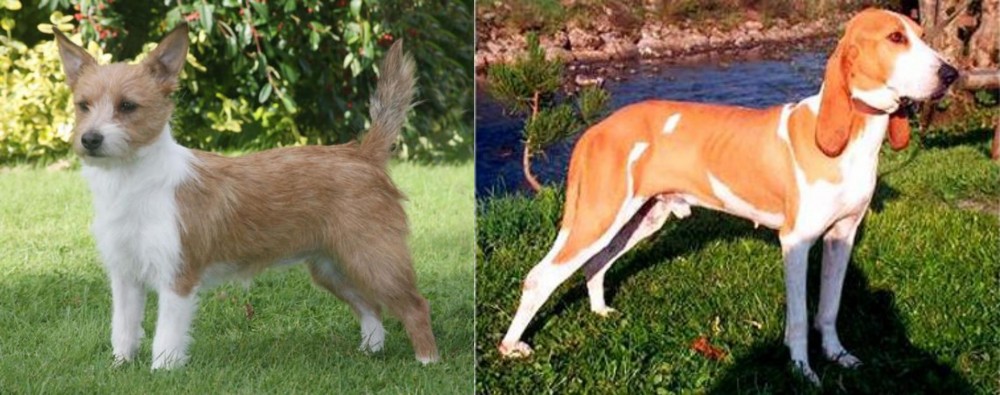 Schweizer Laufhund vs Portuguese Podengo - Breed Comparison