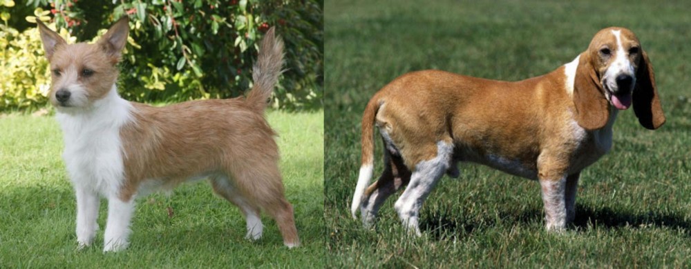 Schweizer Niederlaufhund vs Portuguese Podengo - Breed Comparison