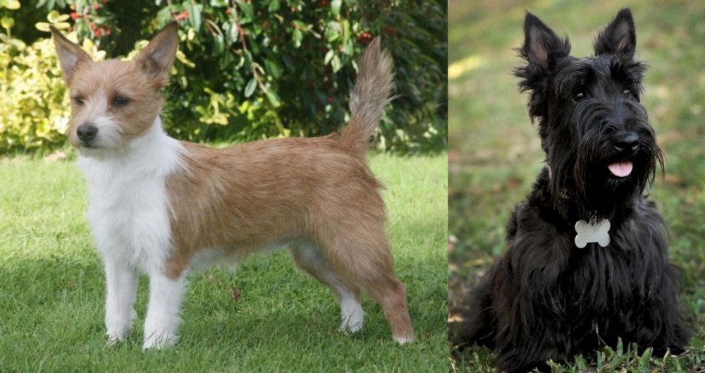 Scoland Terrier vs Portuguese Podengo - Breed Comparison