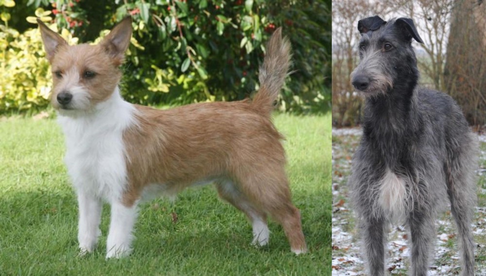 Scottish Deerhound vs Portuguese Podengo - Breed Comparison