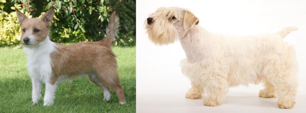 Sealyham Terrier vs Portuguese Podengo - Breed Comparison