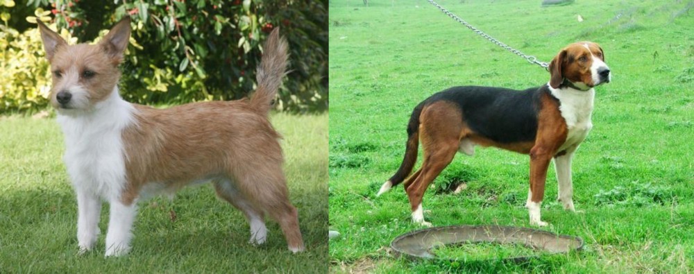 Serbian Tricolour Hound vs Portuguese Podengo - Breed Comparison