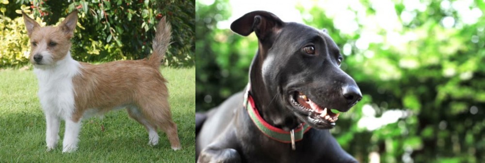 Shepard Labrador vs Portuguese Podengo - Breed Comparison