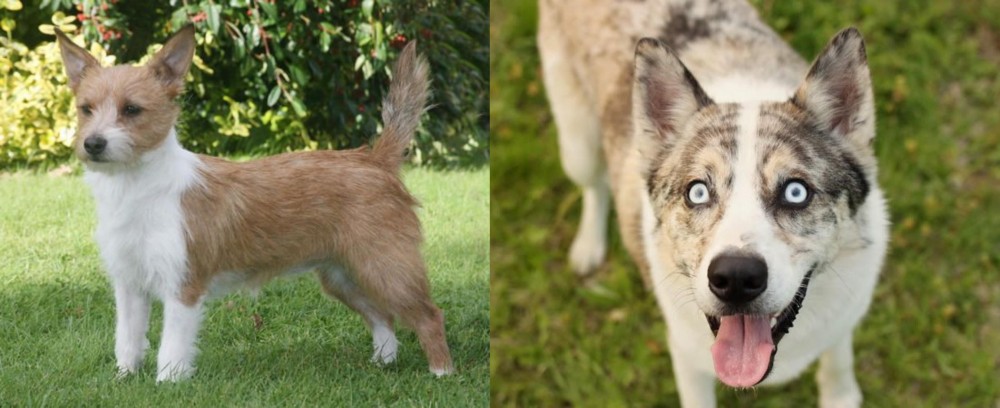 Shepherd Husky vs Portuguese Podengo - Breed Comparison