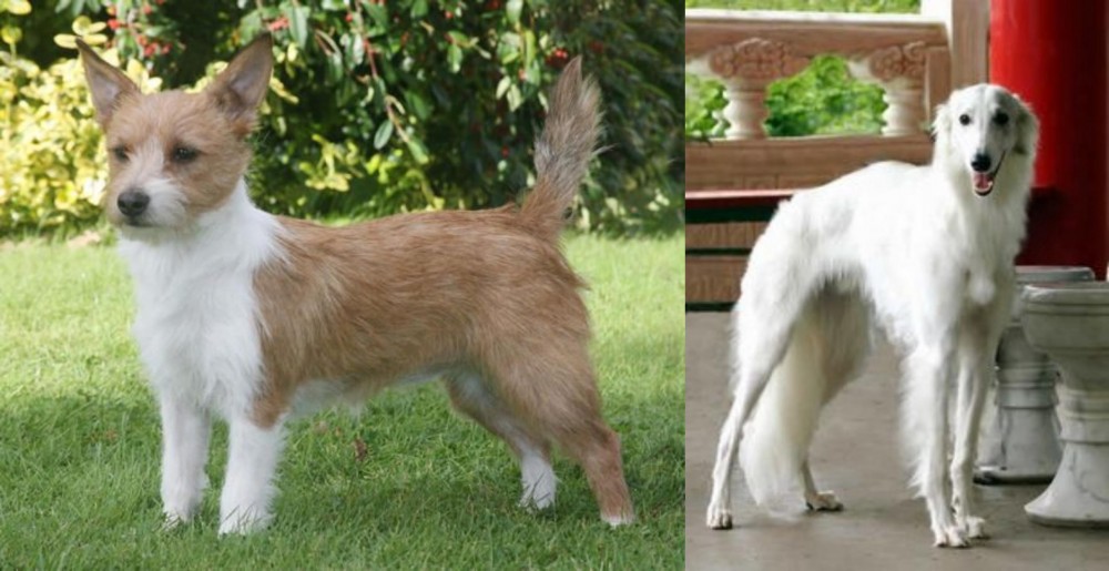 Silken Windhound vs Portuguese Podengo - Breed Comparison