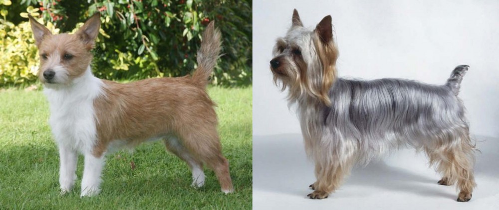 Silky Terrier vs Portuguese Podengo - Breed Comparison