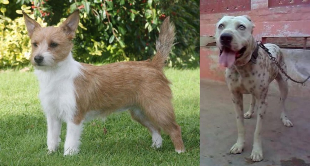 Sindh Mastiff vs Portuguese Podengo - Breed Comparison