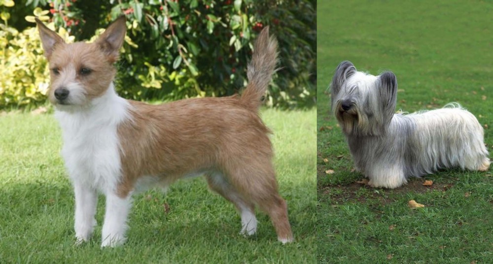 Skye Terrier vs Portuguese Podengo - Breed Comparison
