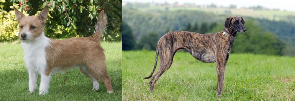 Sloughi vs Portuguese Podengo - Breed Comparison