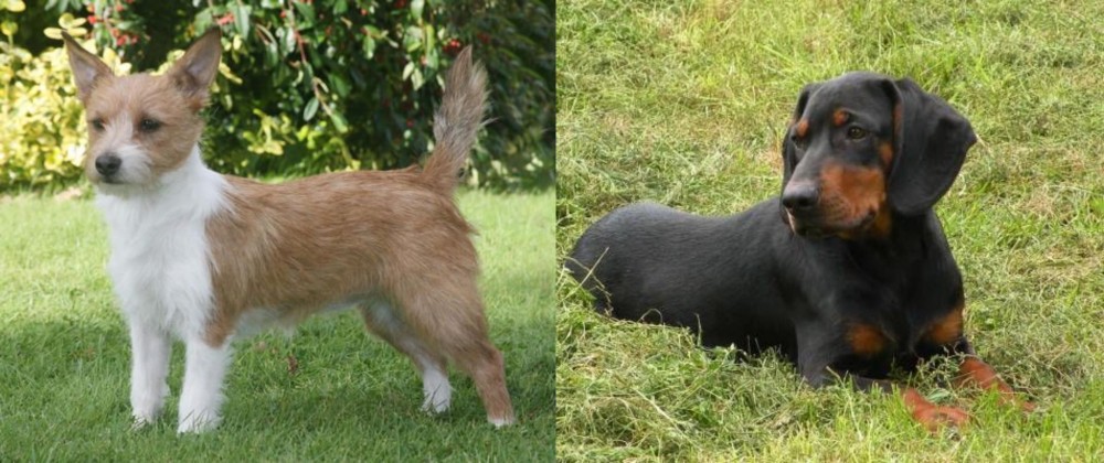 Slovakian Hound vs Portuguese Podengo - Breed Comparison