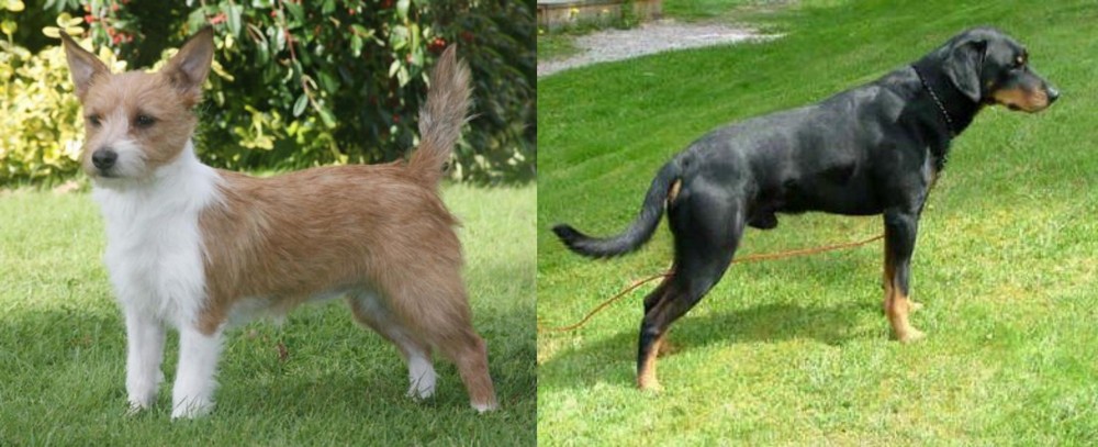 Smalandsstovare vs Portuguese Podengo - Breed Comparison