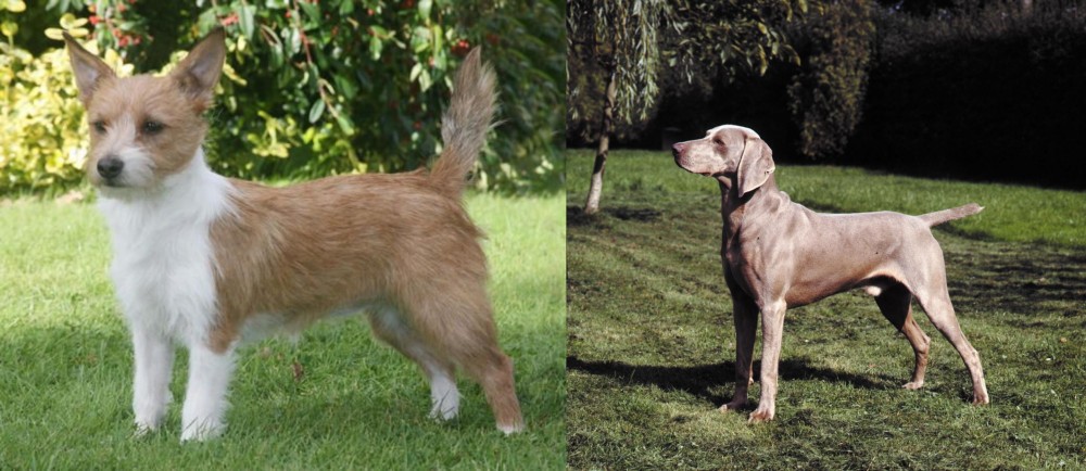 Smooth Haired Weimaraner vs Portuguese Podengo - Breed Comparison