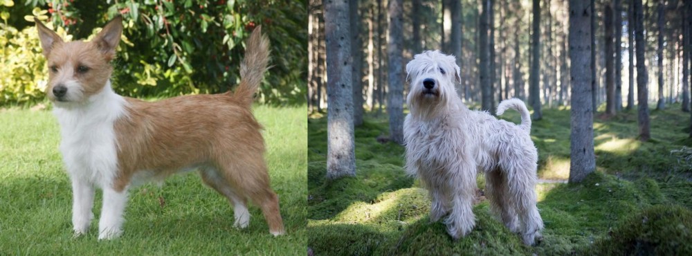 Soft-Coated Wheaten Terrier vs Portuguese Podengo - Breed Comparison