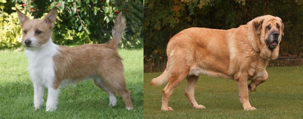 Spanish Mastiff vs Portuguese Podengo - Breed Comparison
