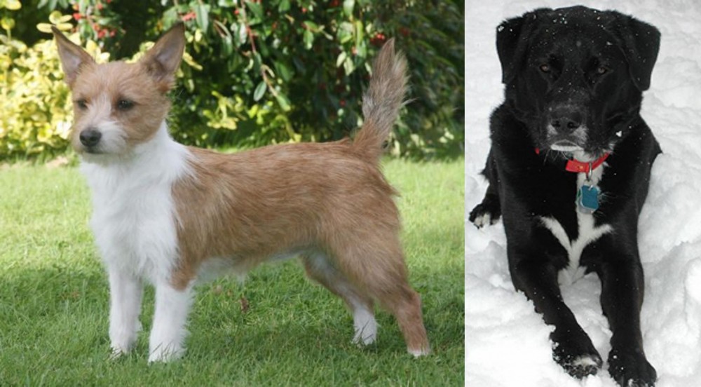 St. John's Water Dog vs Portuguese Podengo - Breed Comparison