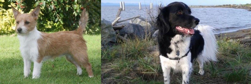 Stabyhoun vs Portuguese Podengo - Breed Comparison