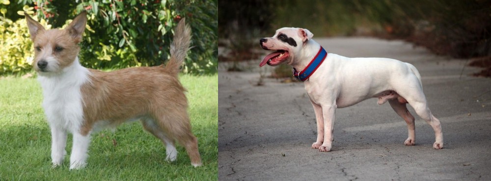Staffordshire Bull Terrier vs Portuguese Podengo - Breed Comparison