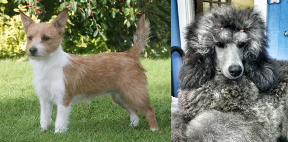 Standard Poodle vs Portuguese Podengo - Breed Comparison