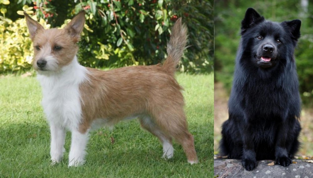 Swedish Lapphund vs Portuguese Podengo - Breed Comparison