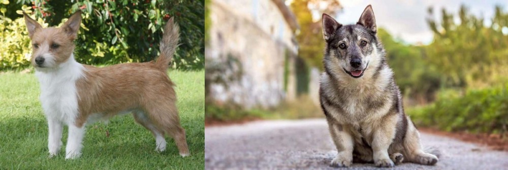 Swedish Vallhund vs Portuguese Podengo - Breed Comparison