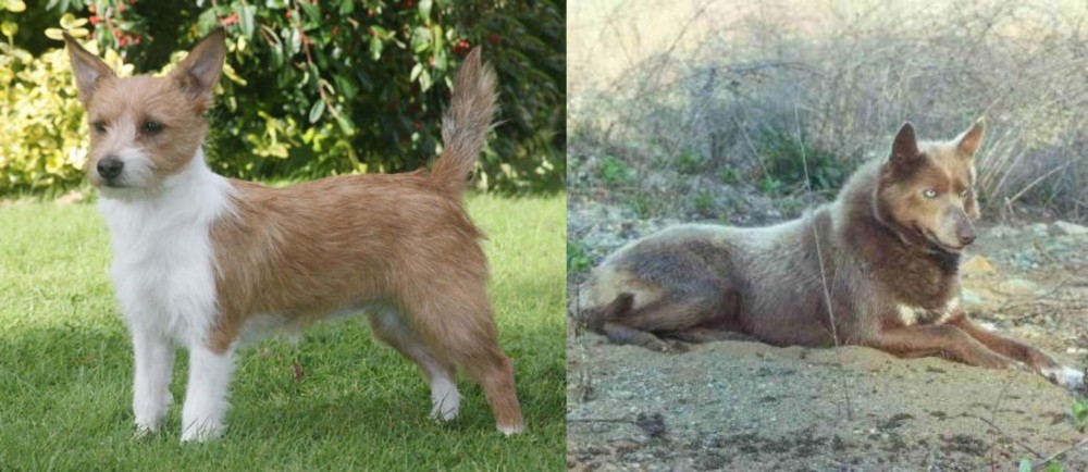 Tahltan Bear Dog vs Portuguese Podengo - Breed Comparison