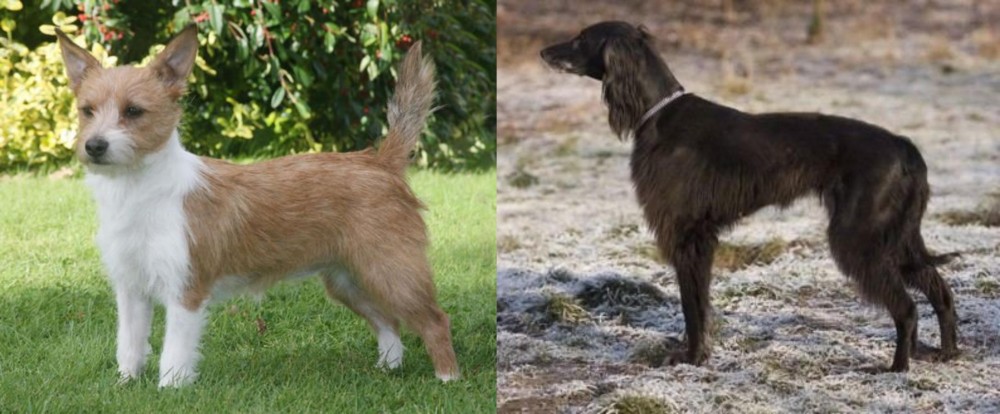 Taigan vs Portuguese Podengo - Breed Comparison
