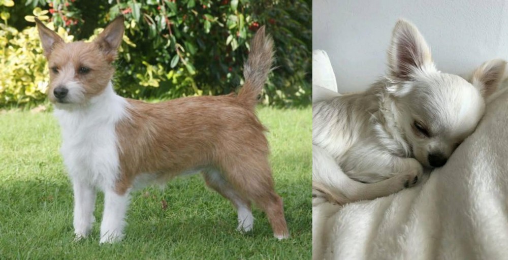 Tea Cup Chihuahua vs Portuguese Podengo - Breed Comparison