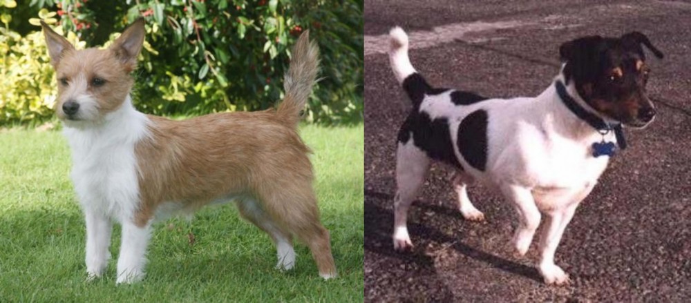 Teddy Roosevelt Terrier vs Portuguese Podengo - Breed Comparison