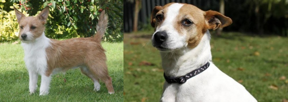 Tenterfield Terrier vs Portuguese Podengo - Breed Comparison