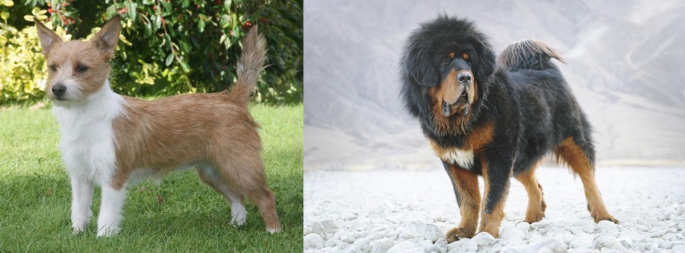 Tibetan Mastiff vs Portuguese Podengo - Breed Comparison
