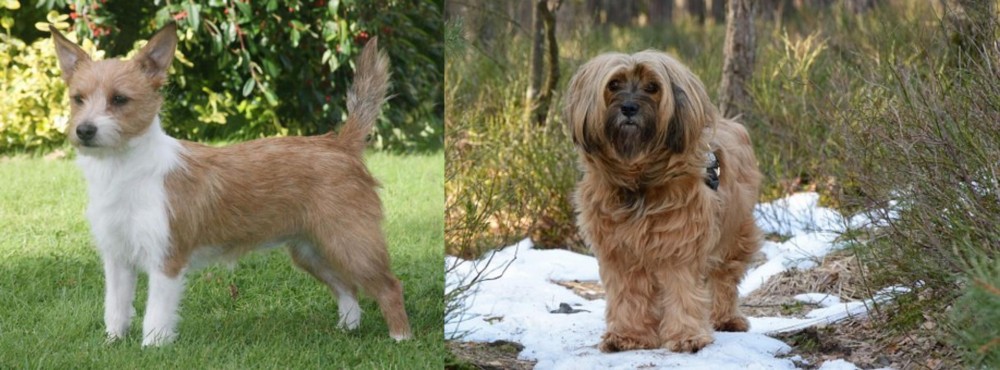 Tibetan Terrier vs Portuguese Podengo - Breed Comparison