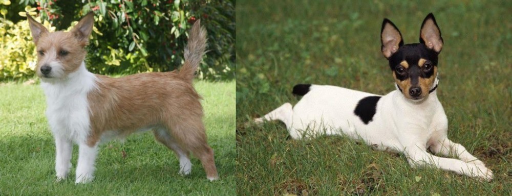 Toy Fox Terrier vs Portuguese Podengo - Breed Comparison