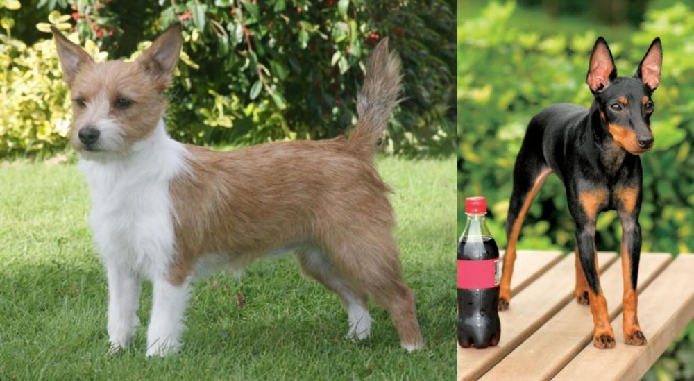 Toy Manchester Terrier vs Portuguese Podengo - Breed Comparison