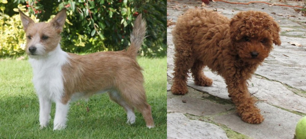 Toy Poodle vs Portuguese Podengo - Breed Comparison