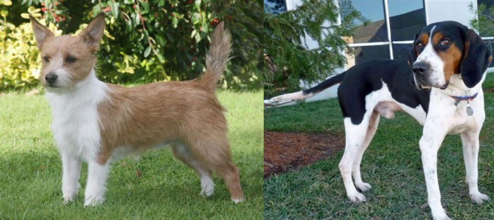 Treeing Walker Coonhound vs Portuguese Podengo - Breed Comparison