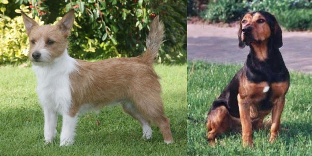 Tyrolean Hound vs Portuguese Podengo - Breed Comparison