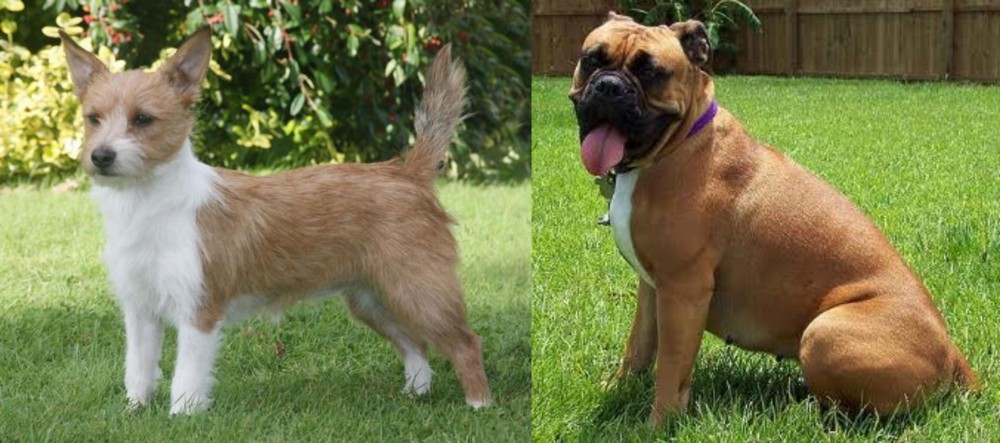 Valley Bulldog vs Portuguese Podengo - Breed Comparison