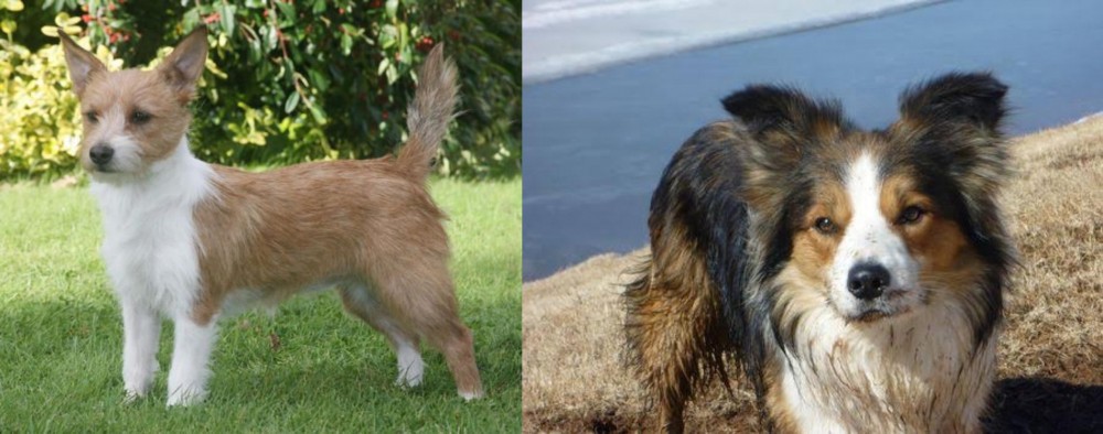 Welsh Sheepdog vs Portuguese Podengo - Breed Comparison