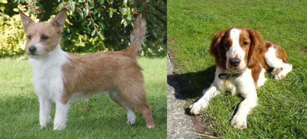 Welsh Springer Spaniel vs Portuguese Podengo - Breed Comparison