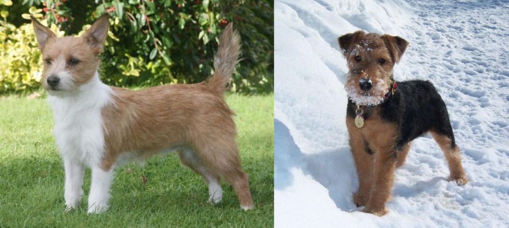 Welsh Terrier vs Portuguese Podengo - Breed Comparison