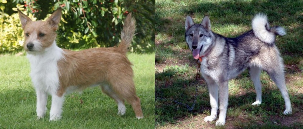 West Siberian Laika vs Portuguese Podengo - Breed Comparison